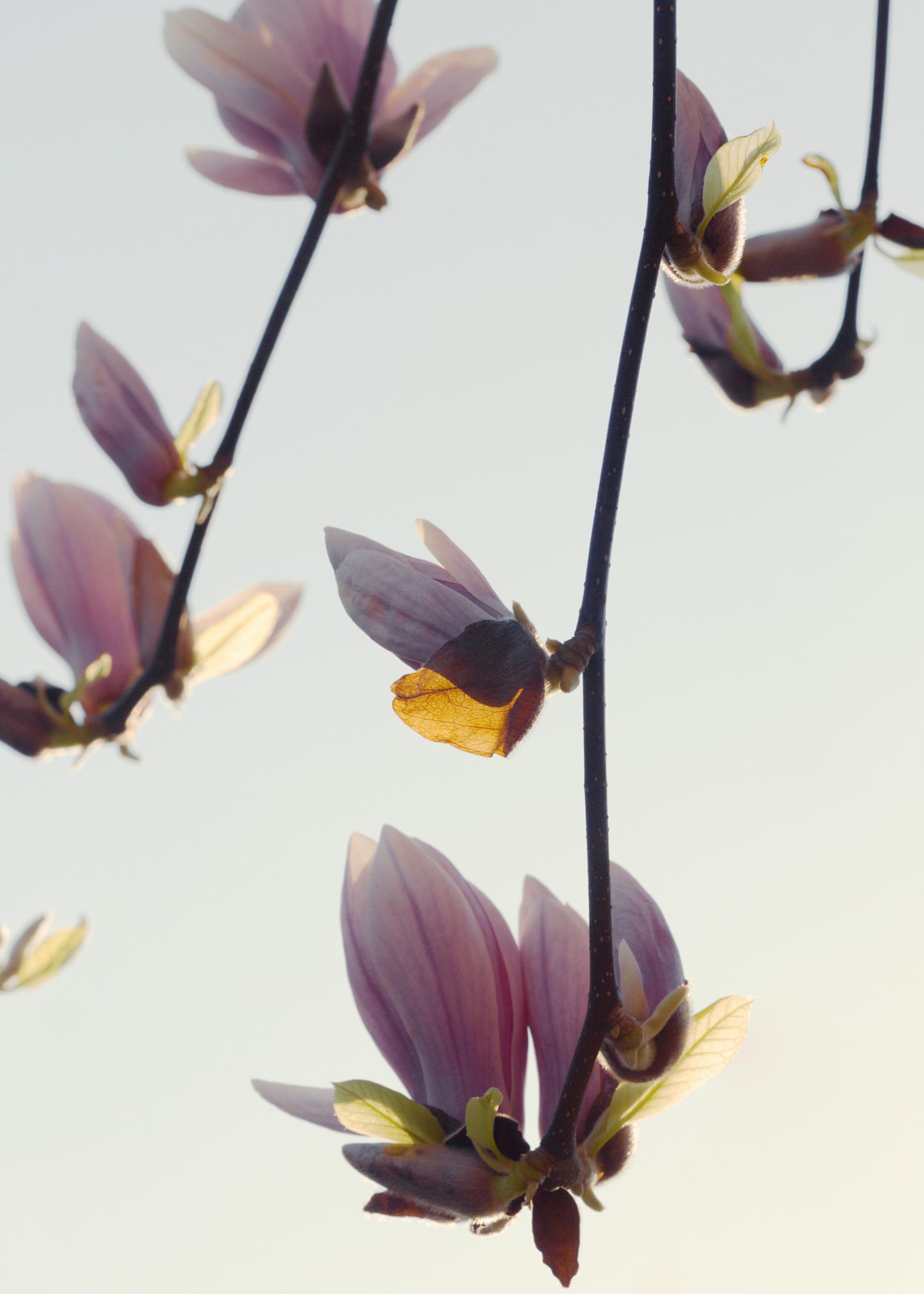 Coronavirus Tag 2 ZEIT ONLINE