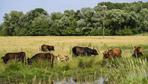 Biodiversität: Deutschland in Analyse zu Naturschutz fast EU-Schlusslicht