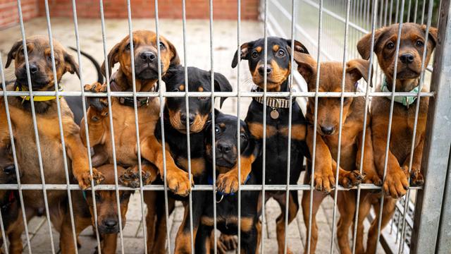 Bundestierschutzbeauftragte: "Die Lage der Tierheime in Deutschland ist dramatisch" 