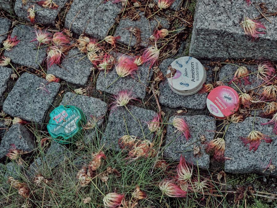 Ameisenplage in Baden-Wrttemberg: Die Art kommt nur in besiedelten  Gebieten vor | DIE ZEIT