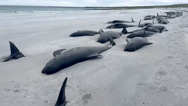 Orkney-Inseln: 77 Grindwale an Küste Schottlands gestrandet und verendet