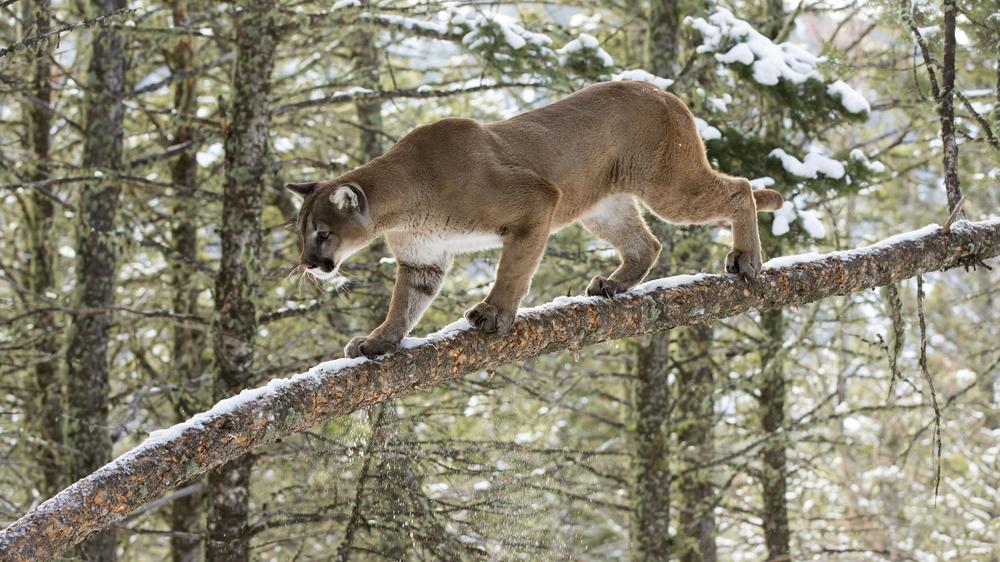 USA: In Colorado leben schätzungsweise 3.800 bis 4.400 wilde Pumas.