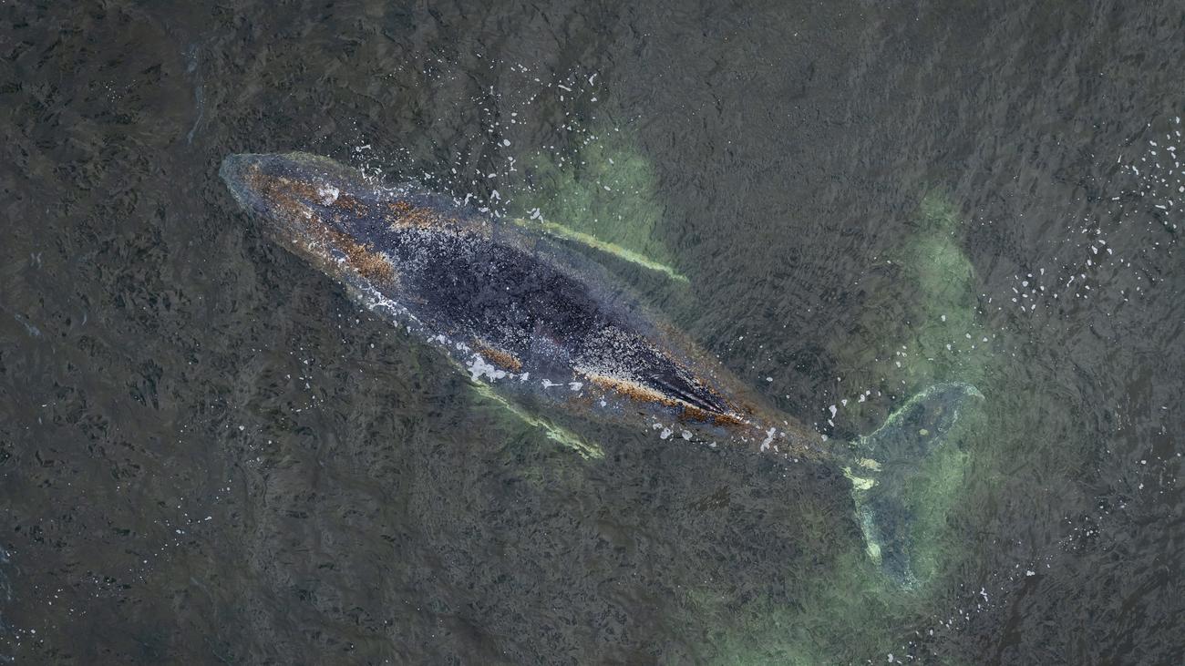 Buckelwal in der Ostsee: Einsatzkräfte nähern sich erneut dem Buckelwal vor Wismar
