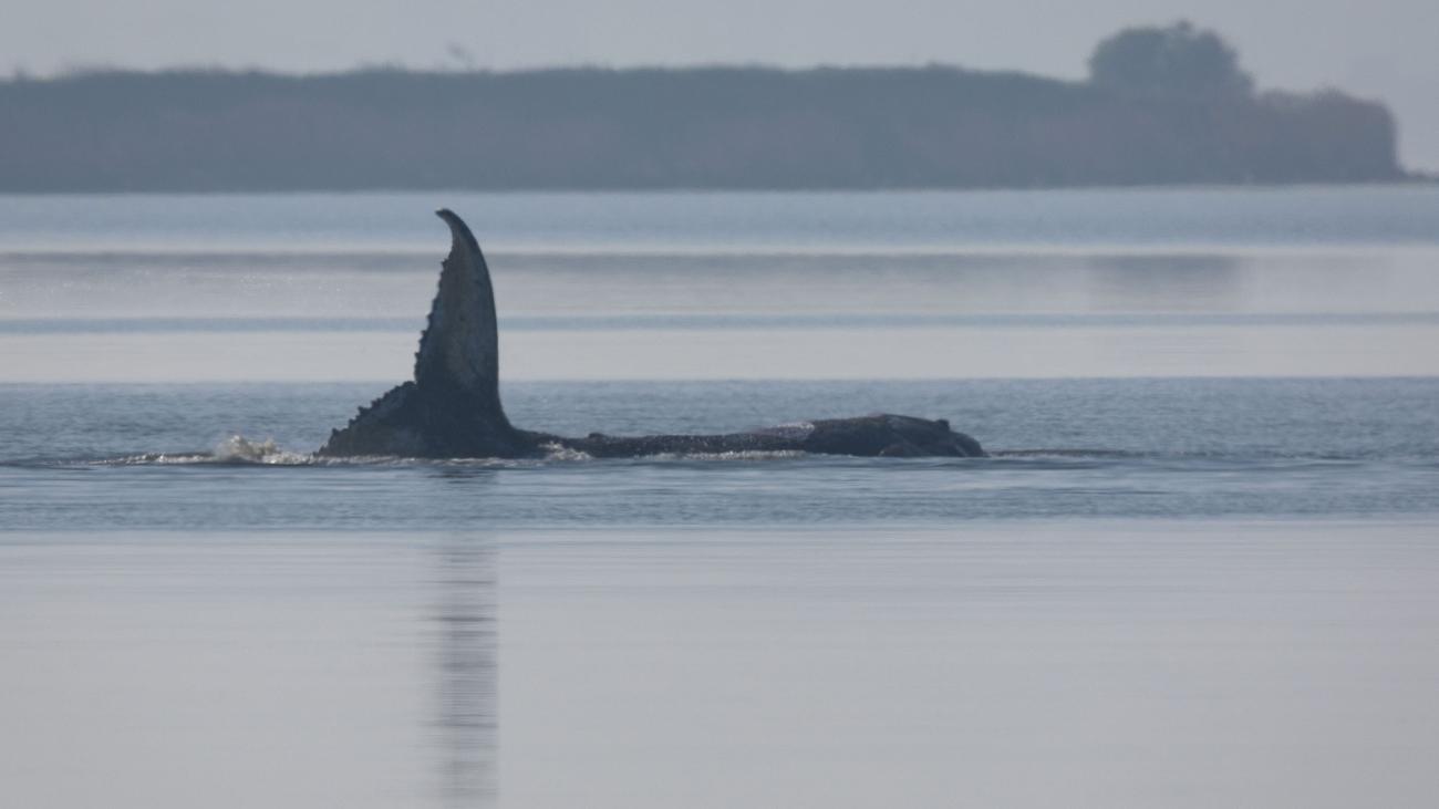 In der Ostsee gestrandeter Buckelwal schwimmt los