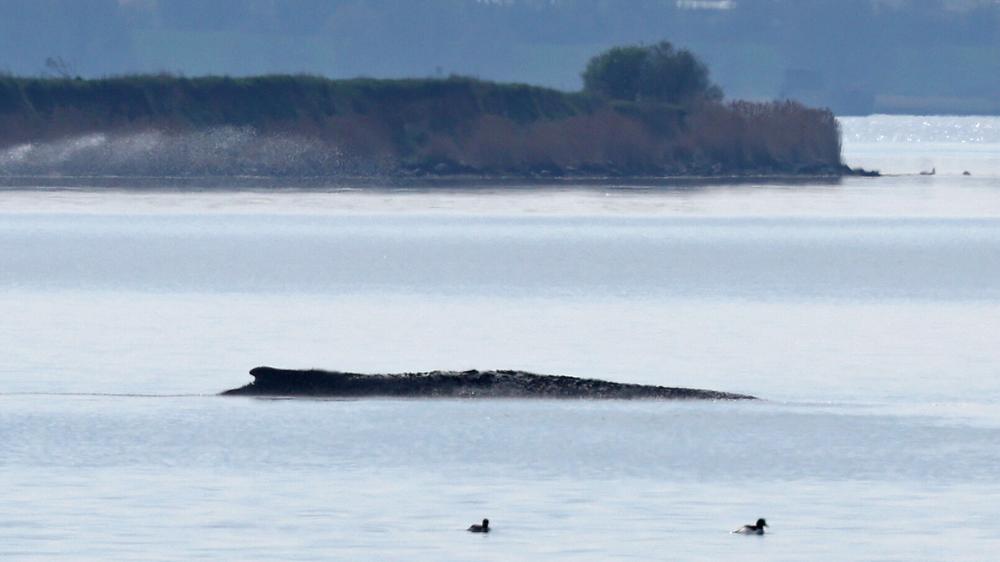 Ostsee: Der gestrandete Buckelwal liegt in einer Bucht der Ostseeinsel Poel.