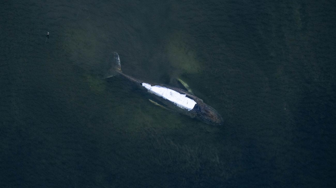 Ostsee: Steigender Wasserstand erschwert Rettung von gestrandetem Wal