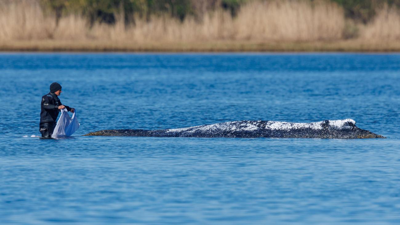 Mecklenburg-Vorpommern: Umweltminister sucht neues Konzept zur Wal-Rettung