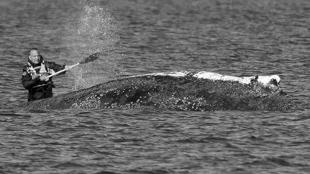 Wal in der Ostsee: Timmy, Tilli und die Wal-Freiheit