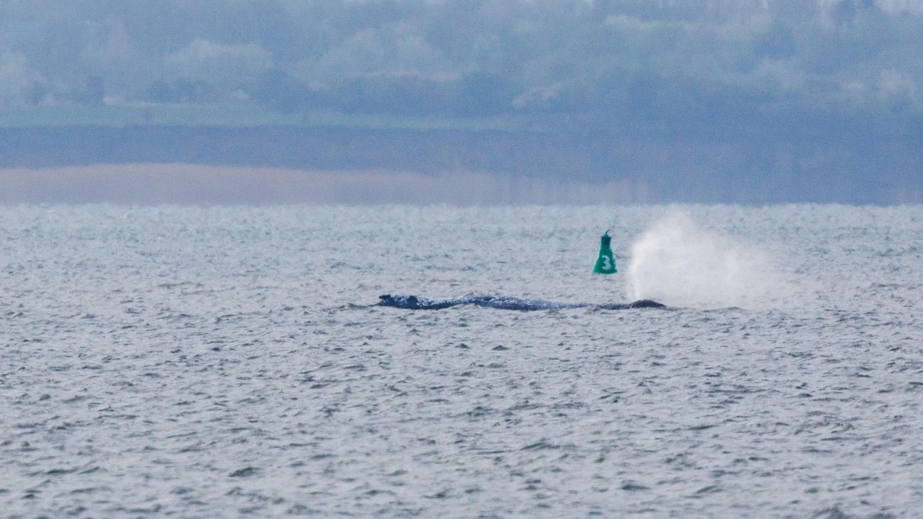 Wal in der Ostsee: Helfer wollen Wal zum Weiterschwimmen animieren