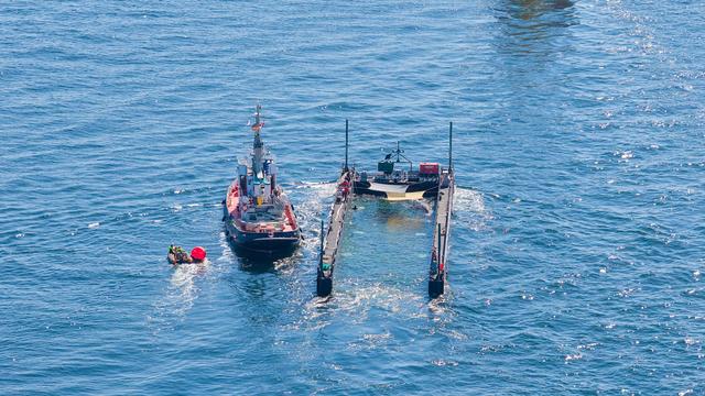 Buckelwal in der Ostsee: Mecklenburg-Vorpommern verlangt Auskunft über Zustand von Buckelwal