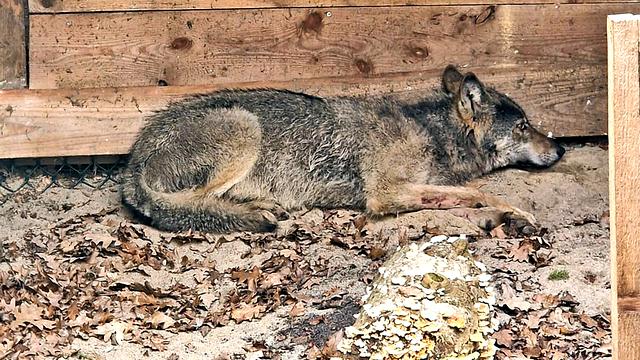 Wolf that injured woman in Hamburg likely dead, authorities suspect