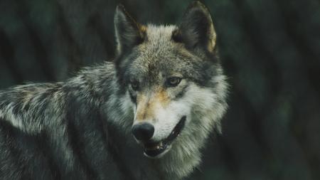 Wildtiere Wolfe Leben Lieber Auf Militargelande Als In Naturschutzgebieten Zeit Online