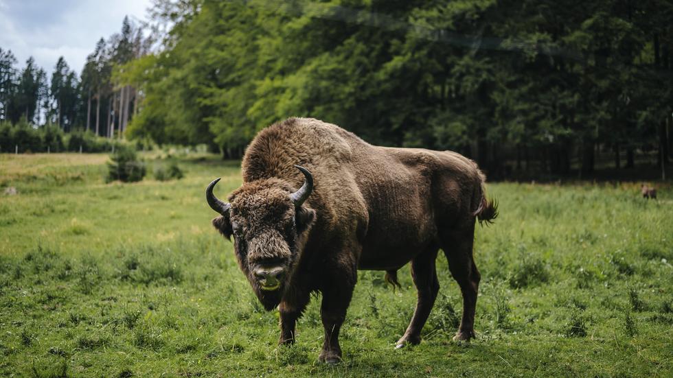 Wisente in Deutschland: Wild auf Bewährung | ZEIT ONLINE