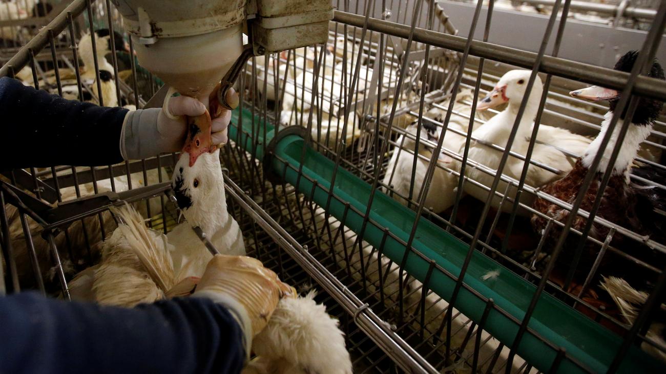 Foie Gras New York Verbietet Den Verkauf Von Stopfleber Zeit Online