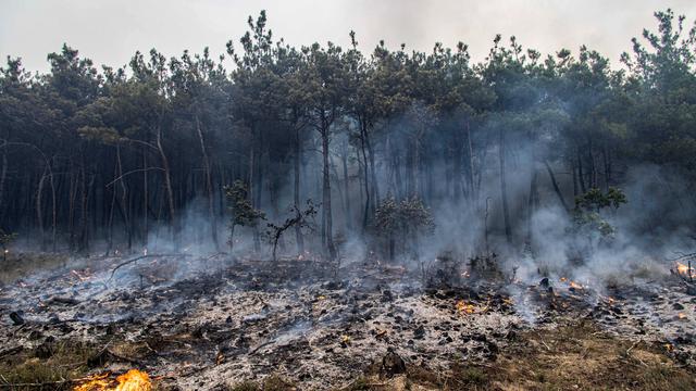 Griechenland: 18 Leichen bei Waldbränden in Griechenland entdeckt