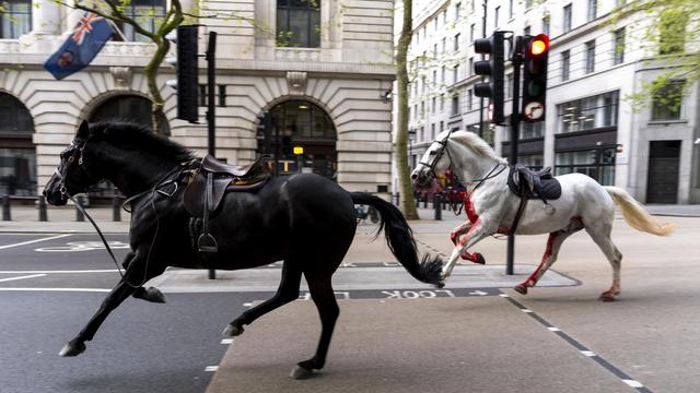 Kavallerie: Ausgebüxte Armeepferde galoppieren durch London