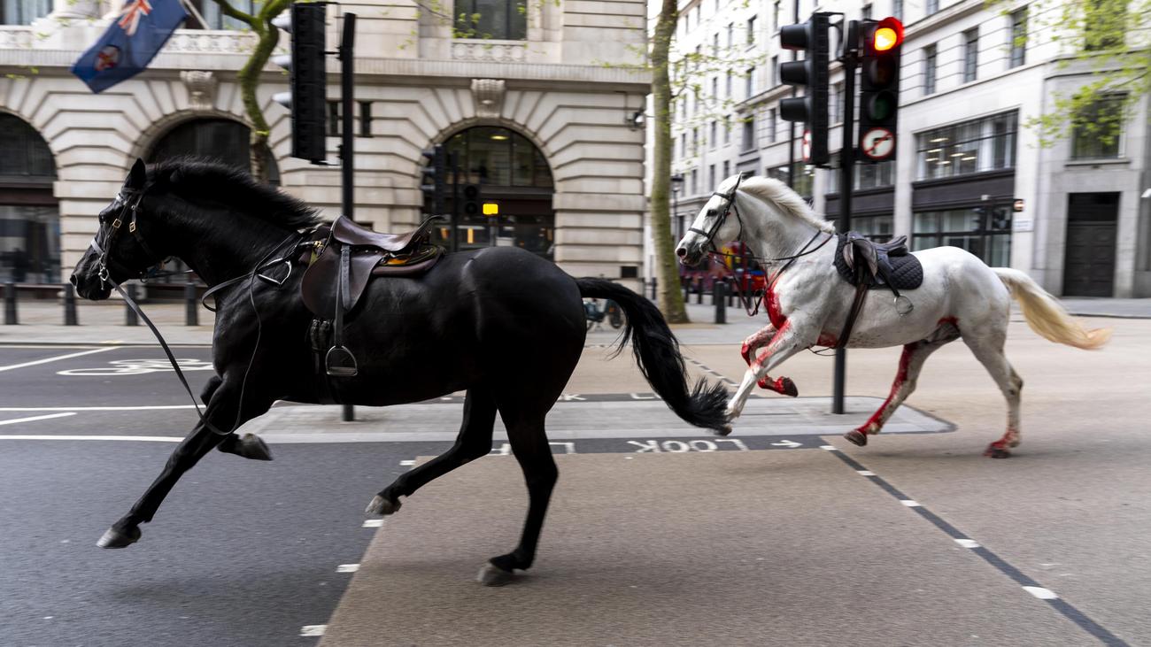 Cavalleria: cavalli dell'esercito in fuga galoppano per Londra