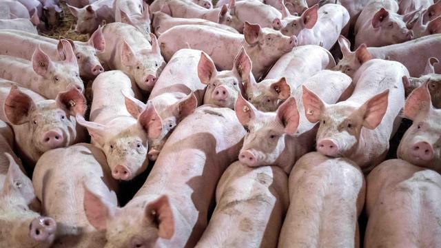 Sachsen-Anhalt: 20.000 Schweine verenden bei Feuer in Mastanlage