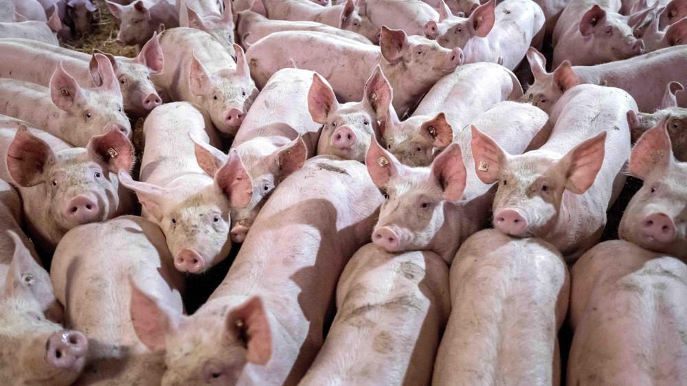 Saksen-Anhalt: Aufnahme einer Schweinemastanlage in Nedersaksen vanaf het jaar 2023
