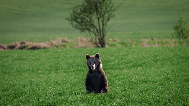 Slowakei: 41 Braunbären in der Slowakei abgeschossen