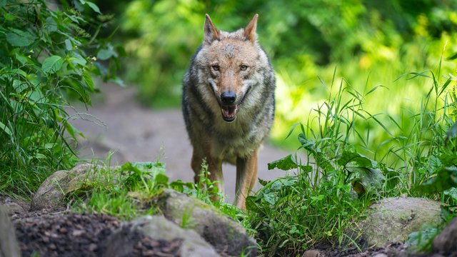 Utrecht: Wolf fällt Kind in niederländischem Naturpark an