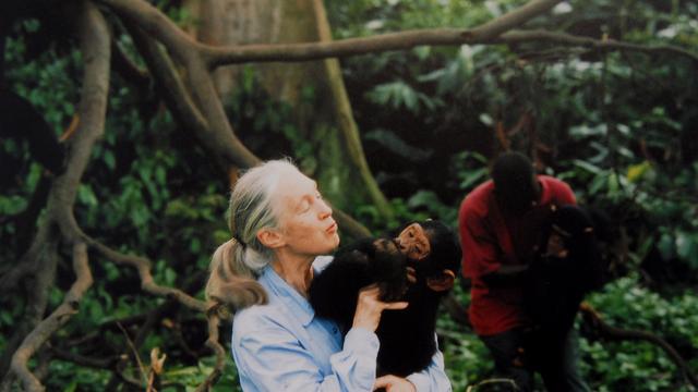 Jane Goodall: Primatenforscherin und Umweltaktivistin Jane Goodall ist tot