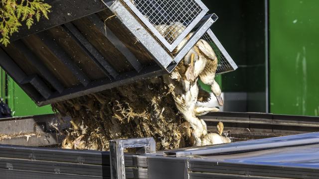 Vogelgrippe: Rund 400.000 Tiere wegen Vogelgrippe getötet
