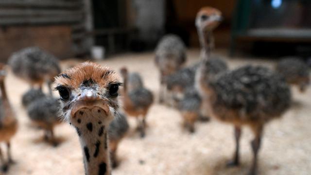 H5N1: Vogelgrippe weitet sich auf zehn Bundesländer aus