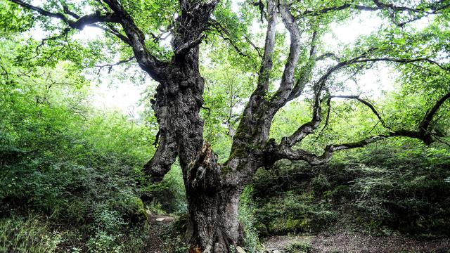 Unesco-Weltnaturerbe: Iran bittet um Hilfe im Kampf gegen Brand in Welterbe-Wald