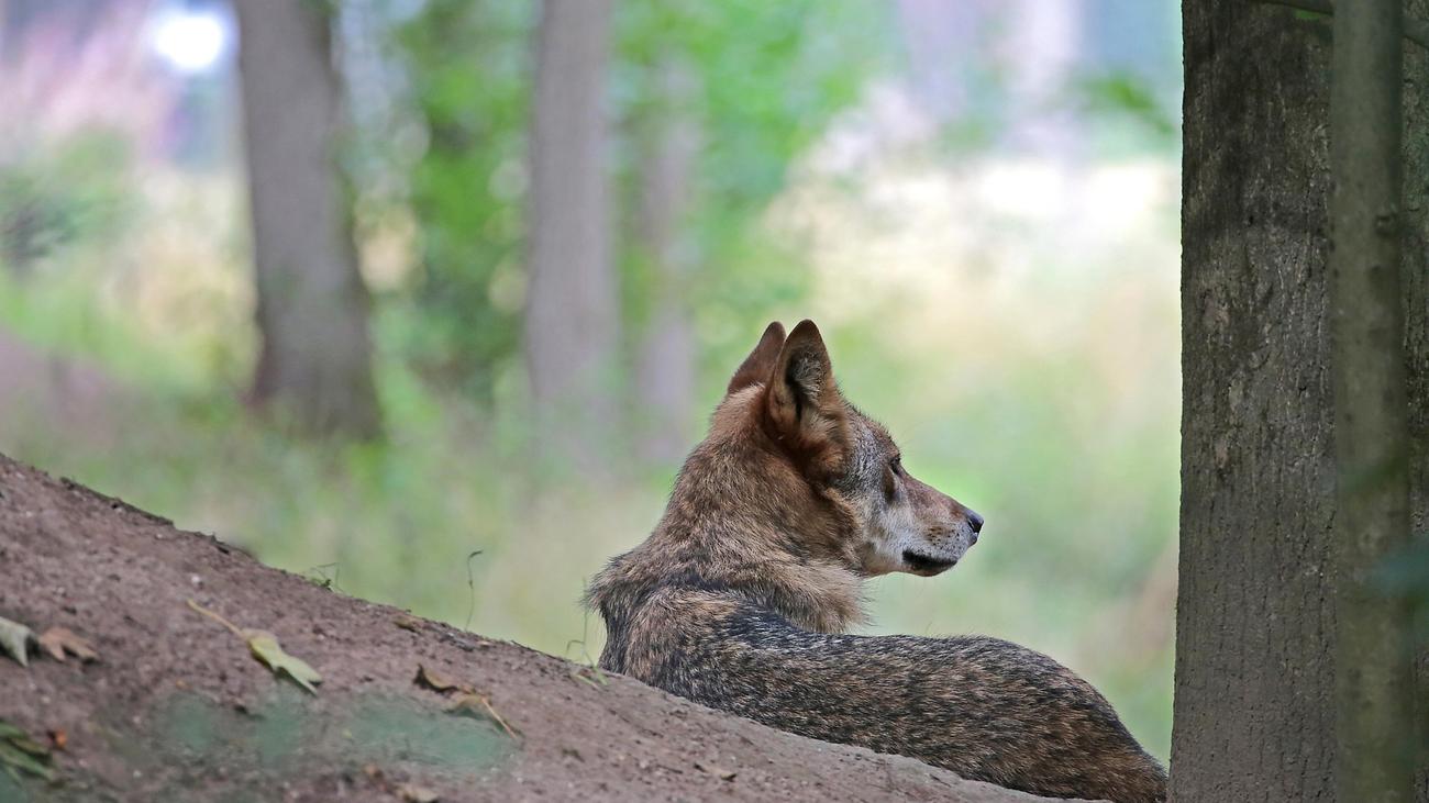 Wolf: Frau in Hamburg von Wolf gebissen
