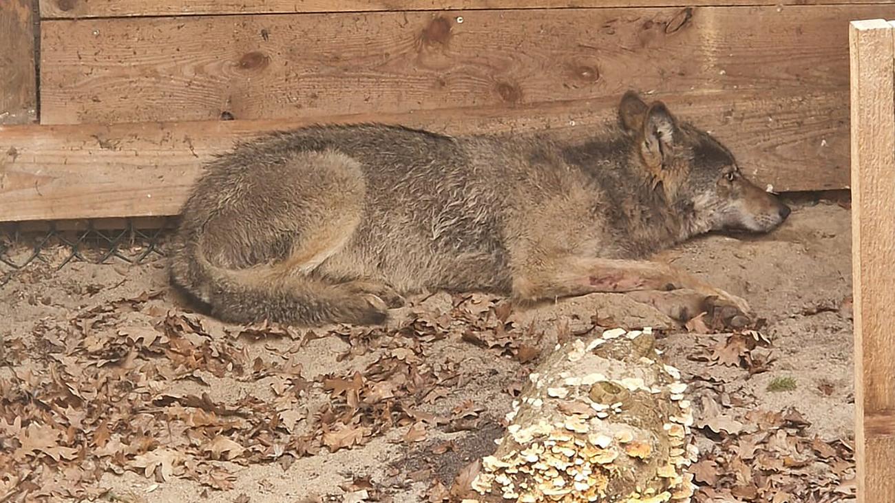 Hamburg: Wolf nach Vorfall in Hamburg wieder freigelassen