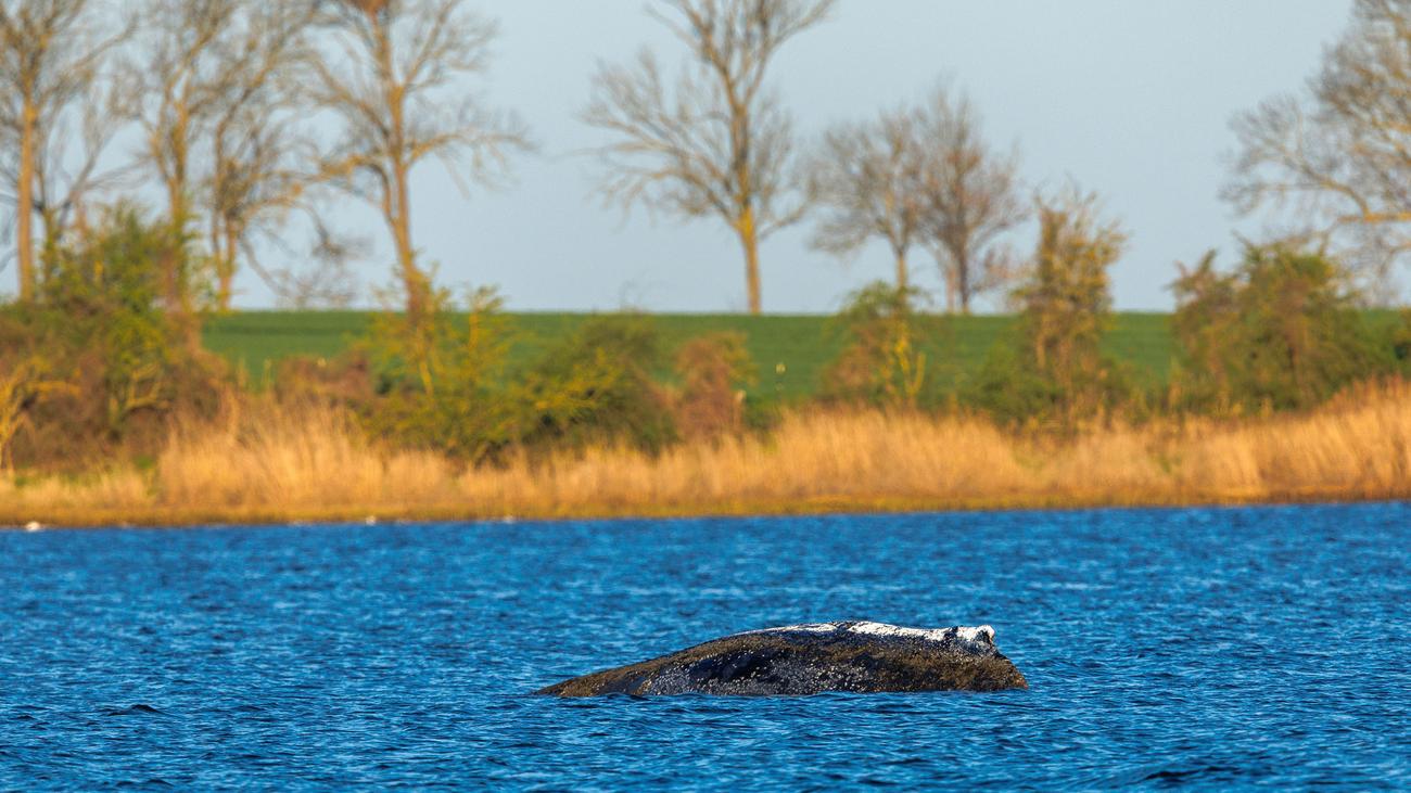 Wal in der Ostsee: Buckelwal vor der Insel Poel liegt weiter im flachen Wasser