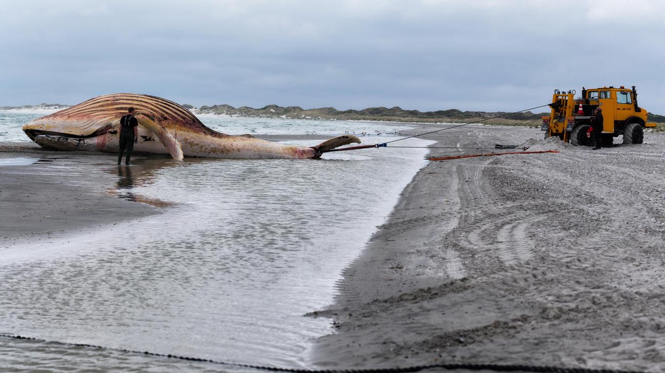 Dänemark: Buckelwal auf Insel Anholt an Land gezogen