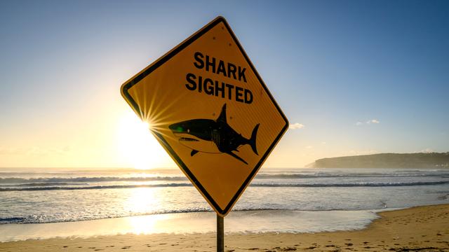 Australien: Dritter tödlicher Haiangriff innerhalb von vier Wochen in Australien