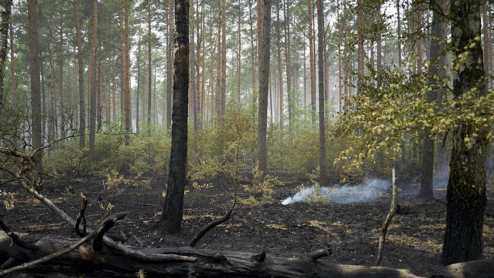 Müritz-Nationalpark Brand Wald Feuer Munition