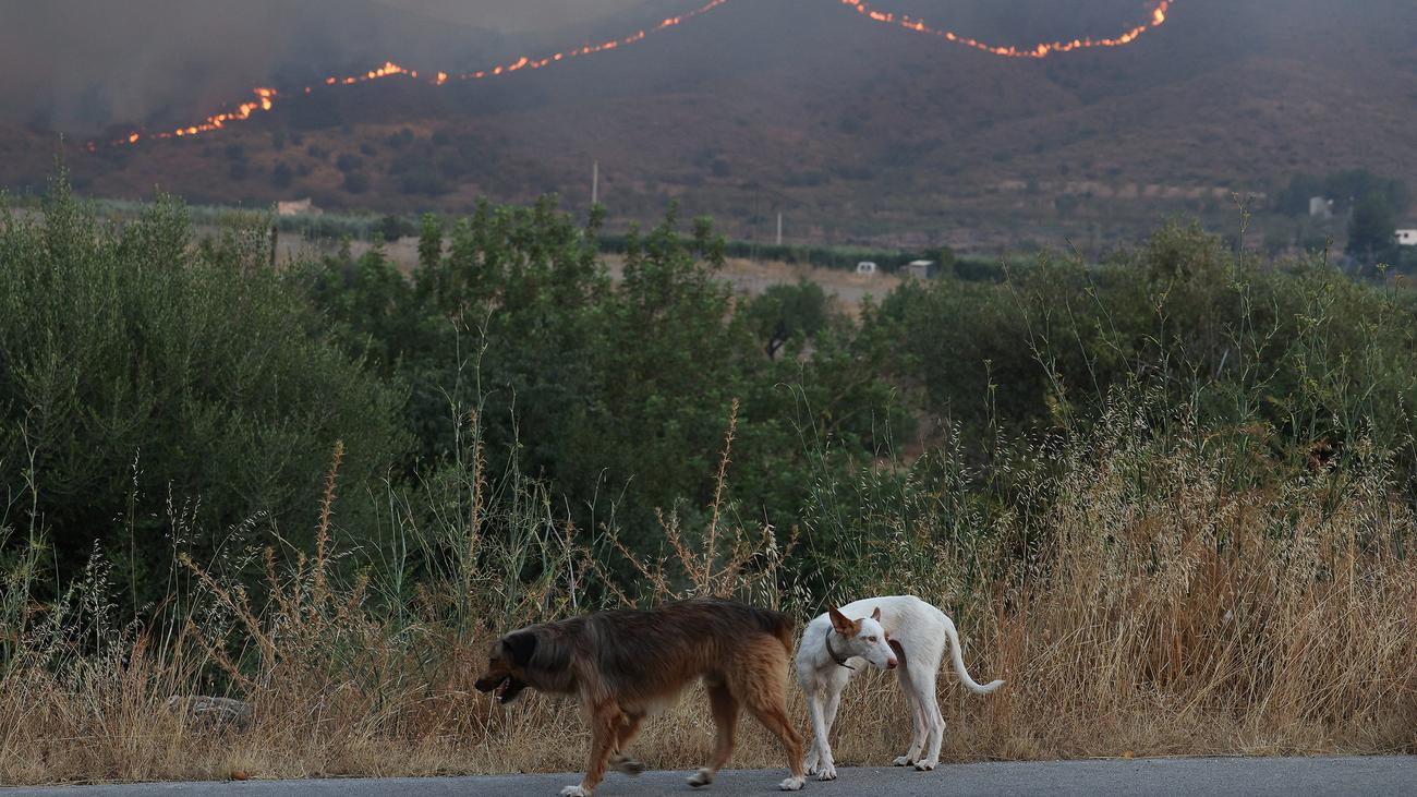 Waldbrand in Andalusien: Andalusische Regierung vermutet viele Touristen unter Waldbrandopfern