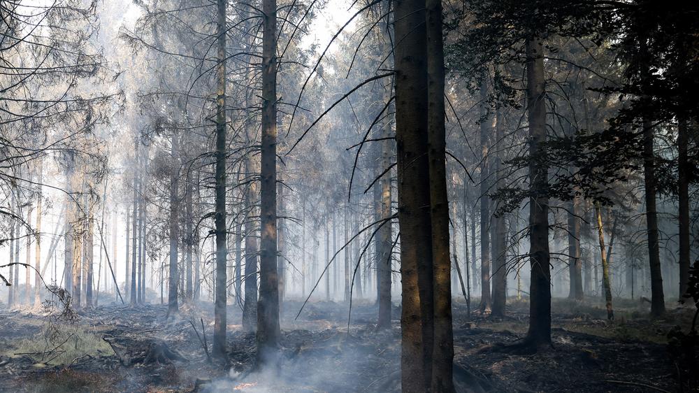 Waldbrände in NRW und Belgien: Verbrannte Bäume und verbrannter Waldboden sind nach den Löscharbeiten im Hohen Venn nahe dem belgischen Sourbrodt.