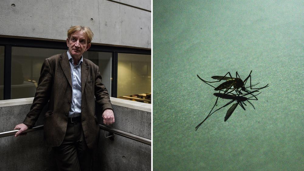 Malaria-Impfung: Adrian Hill in Oxford im April 2020 (links). Eine Anopheles-Mücke, der Überträger der Malaria (rechts)