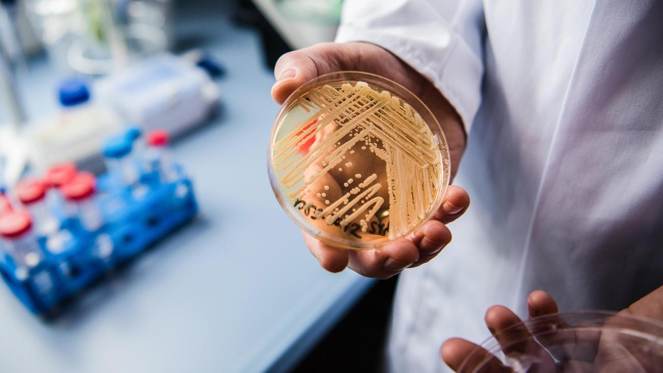 Candida auris : De plus en plus d’infections causées par de dangereux champignons de levure