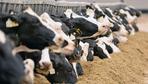 Tierseuche in USA: Zweiter Mensch nach Kontakt mit Milchkühen mit Vogelgrippe infiziert