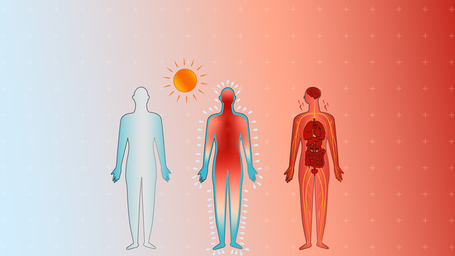 Hitze: Das passiert bei Hitze in unserem Körper 