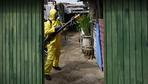 Infektionskrankheit: Brasilien verzeichnet weltweit erste Todesfälle durch Oropouche-Fieber