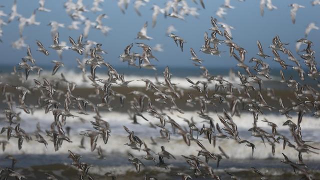 Vogelgrippevirus: USA melden weitere mutmaßliche Vogelgrippefälle bei Menschen