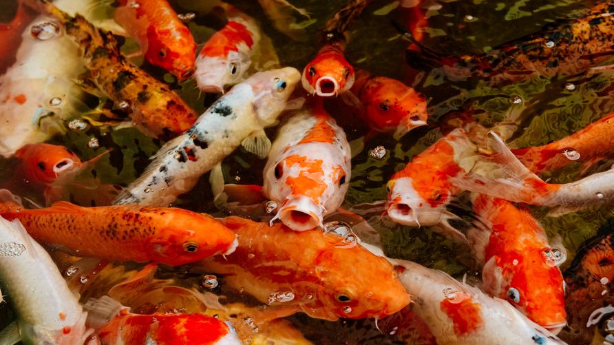 Geiz: Koi carp in an ornamental pond, Bangkok, Thailand, in January.