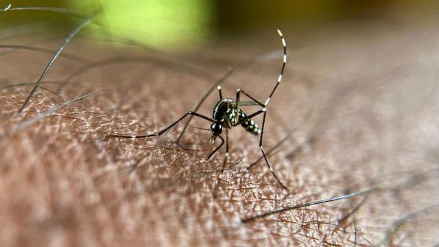 Asiatische Tigermücke: Ansteckungen mit Chikungunya-Virus erreichen in Europa Höchstwert