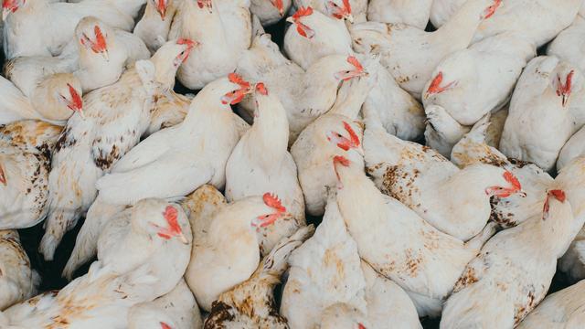 Vogelgrippe: Verband fordert bundesweite Stallpflicht wegen Vogelgrippe