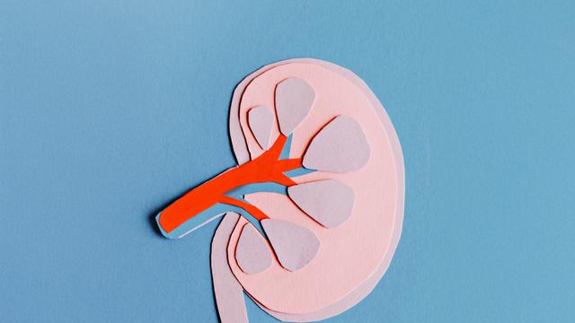 (+) Organspende: Wird Deutschland jetzt Organspenderland?