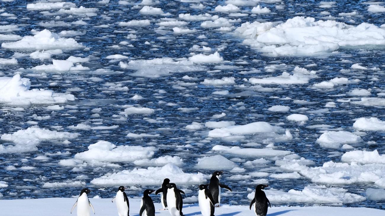 H5N1: Polarforscher melden starke Ausbreitung der Vogelgrippe in Antarktis