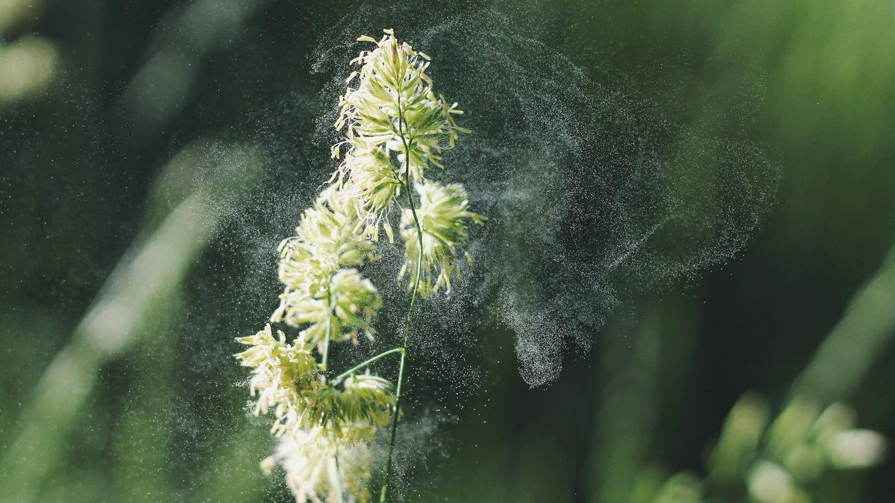 Allergien: Steigende Temperaturen erhöhen Pollenbelastung in Deutschland