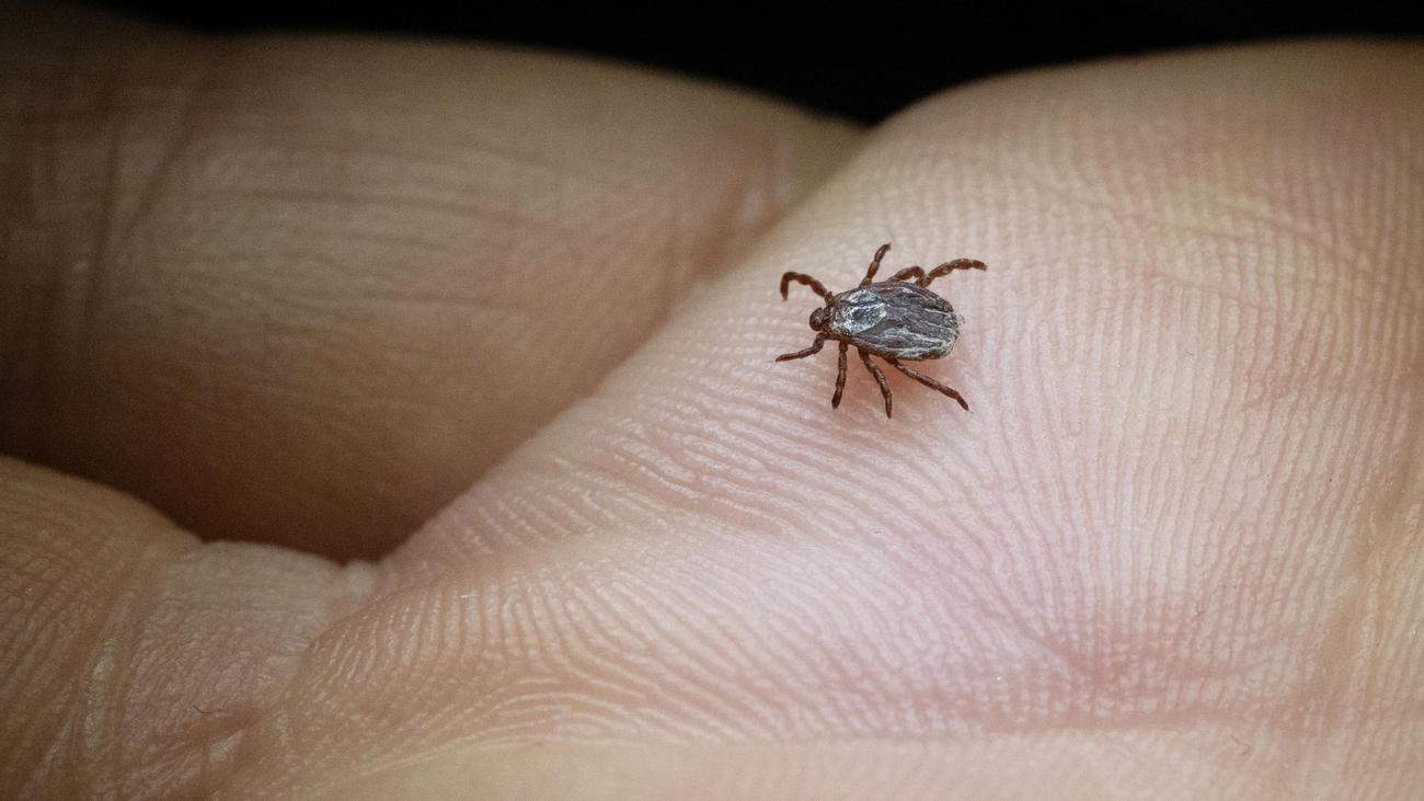 Zecken: Klimakrise begünstigt Zecken und sorgt für mehr Hirnhautentzündungen